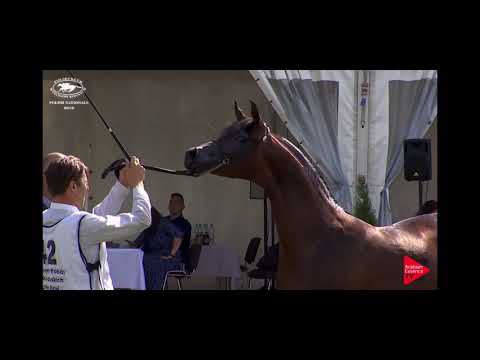 Wolare Polish Nationals Bronze Medal Junior  Colt