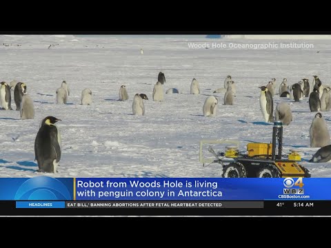 Woods Hole Robot Living With Penguin Colony In Antarctica