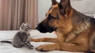 Como o filhote de gatinho reage ao ver o pastor alemão pela primeira vez