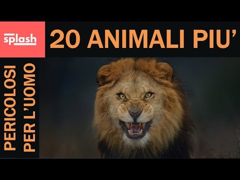 Quante analisi di giorni su parassiti si preparano Chiarificazione un organismo da parassiti un forum
