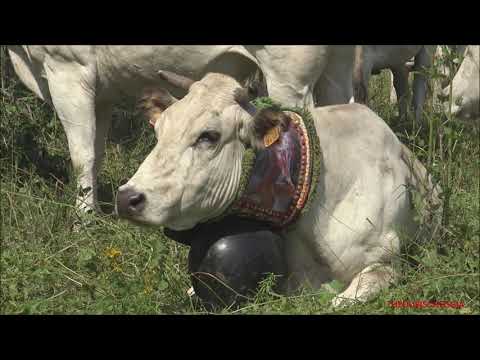 MUCCHE E CAMPANACCI AL PASCOLO E RIPOSO NELLA TRANSUMANZA A ROBILANTE (CN) SAB. 9 - 7 - 2022.