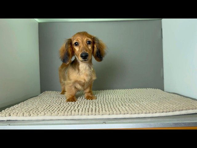 (子犬) 犬種:ダックスフンド・ミニチュア・ロング 男の子 ブリーダー マロニエケンネル MARRONNIER KENNEL k4131の画像