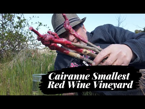 Cairanne Smallest Red Wine Vineyard