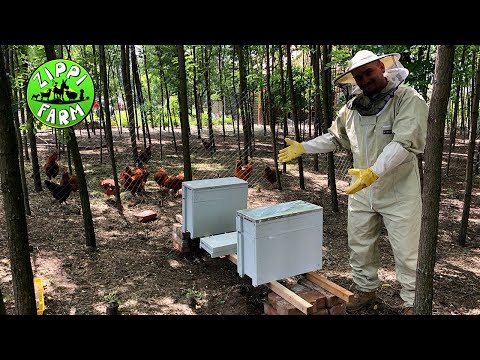 , title : 'FarmNapló 6. rész Méhek és hatósági engedélyek'