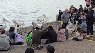 PELICAN FEEDING TIME 💖🦤🦢🦆💖💖💖, cute animals, cute, satisfying 😌 😍 #pelicans #cute #animals #subscribe