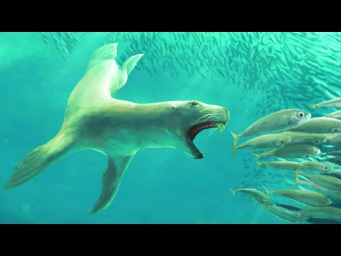 The Evolution of Seals, Sea Lions, and Walruses