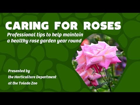 image-How do you take care of Roses after pruning?How do you take care of Roses after pruning?