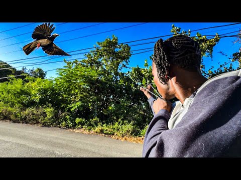 INSANE Slingshot Hunt! White-Crowned Pigeon Catch & Cook”