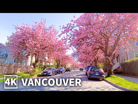 【4K】Vancouver Spring Walk with Cherry Blossoms, East Vancouver, Travel Canada (Binaural City Sounds)