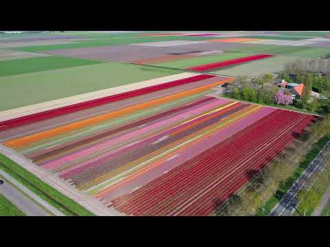 Beautiful Tulips in The Netherlands from above 2022 in 4K