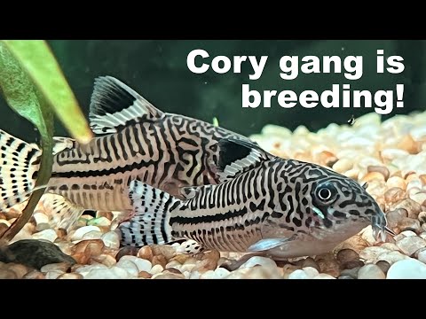 Corydoras Julii catfish are breeding in community tank!