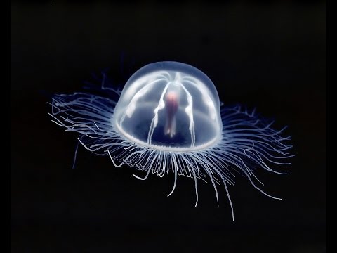Olexa - Jellyfish [Music Video]