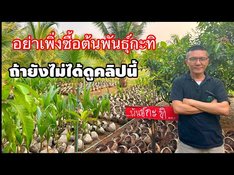 EP:34 อย่าเพิ่งซื้อต้นพันธุ์มะพร้าวกะทิ ถ้ายังไม่ได้ดูคลิปนี้ ซื้อมะพร้าวกะทิ แต่ไม่ได้กะทิต้องดู