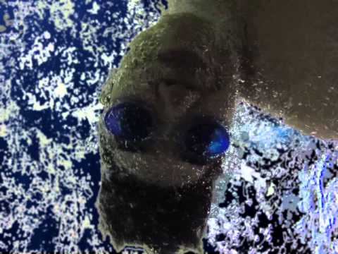 Clint Norway ft. Jazzy - Let it Go (Unofficial Music Video)