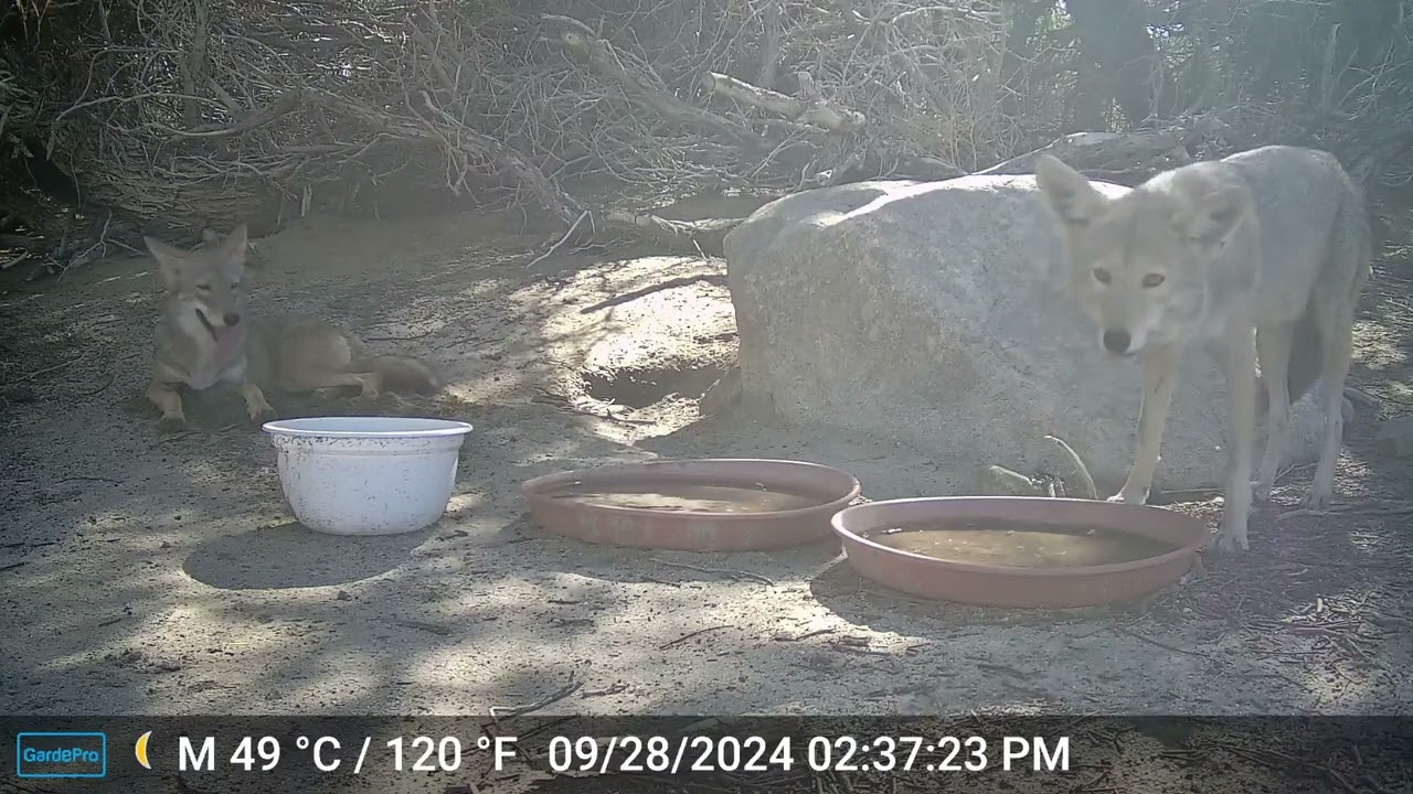 S2E28: A Couple Of Coyotes Stop By The Saucers To Hydrate And Relax On A Hot Fall Day