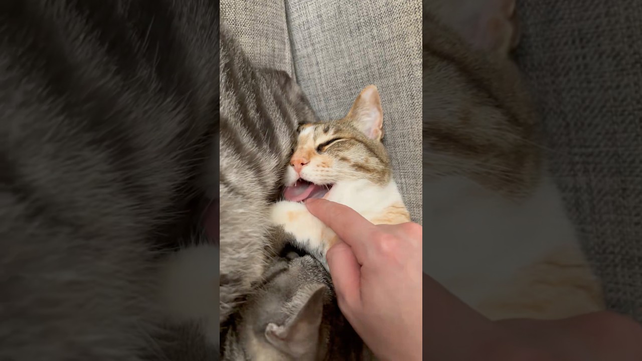 寝てる猫の口を開けた結果 #shorts #猫 #cat