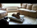 Dog Products: Dog Beds at Waggers