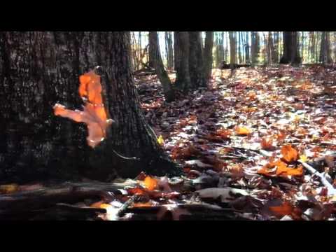 Leaf to Bird Meditation