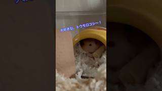 大好きなトウモロコシ🌽#ハムスター #follow #kawaii #癒し #キンクマ #可愛い #かわいい #pets #ペット