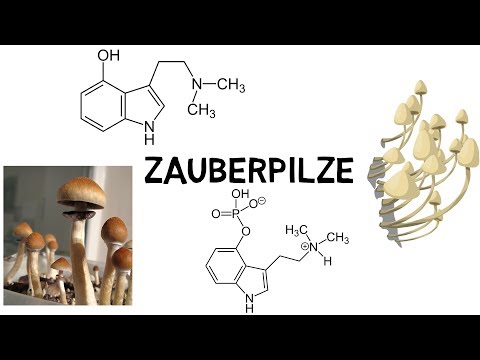 Alles über Zauberpilze (Psylocybinhaltige Pilze)