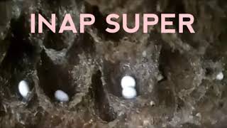 Download lagu Suara walet INAP SUPER(Arif budiman).full version mp3