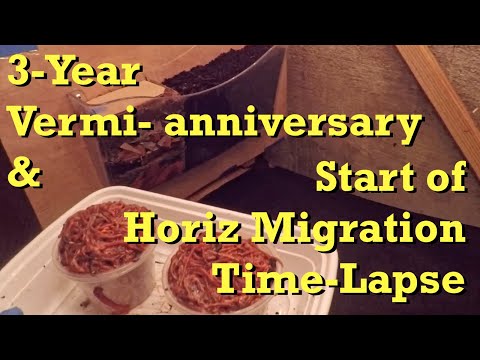 Starting horizontal migration time lapse on 3-year Vermi- anniversary - vermicomposting