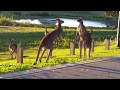 Kangaroo Fight Clash Of The Titans