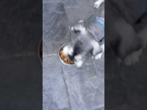 Mr dog food challenge part 2