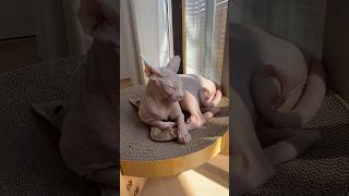 エビを枕にしてくつろぐ猫アレクサンドラ【スフィンクス】