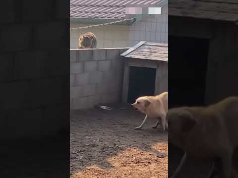 살쾡이를 난생 처음본 어미견의 반응