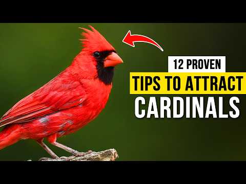 12 PROVEN Tips to Attract Cardinals to Your Yard
