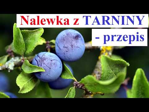 Nalewka z TARNINY - przepis