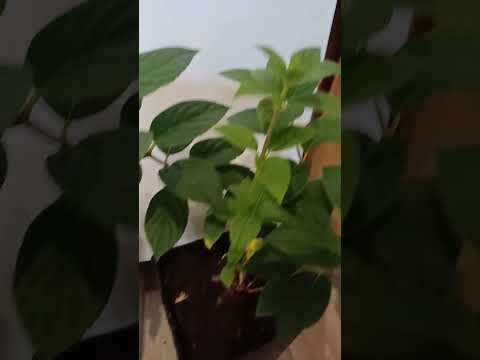 Гортензия Мега Минди метельчатая / высокая / контейнер 1л - фото 1 - id-p2709455471