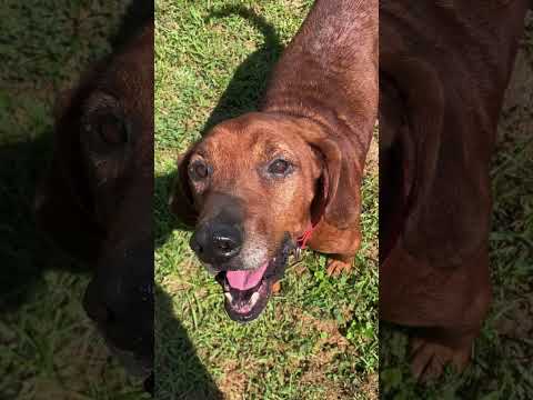 Ryder, an adoptable Redbone Coonhound in Maysville, KY_image-1