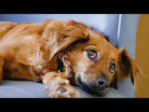 Relaxing videos of dogs|videos of  dogs playing | videos of dogs