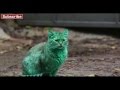 Mysterious green cat spooks Bulgarians in Varna ...