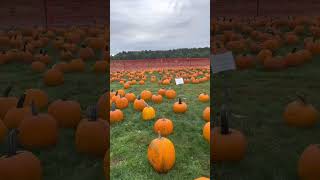 Colin goes to the pumpkin patch