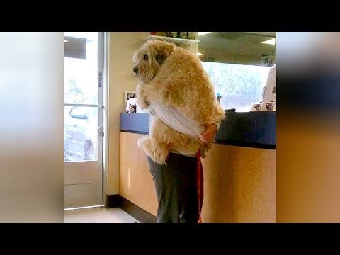 These Dogs' Reactions to the Vet Are Priceless!