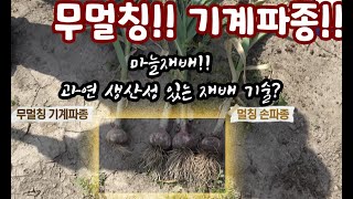 마늘재배!! 무멀칭 기계파종 VS 멀칭 손파종!! 과연 비교 대상이 될 만큼 재배가 가능할까??? 그리고 올…