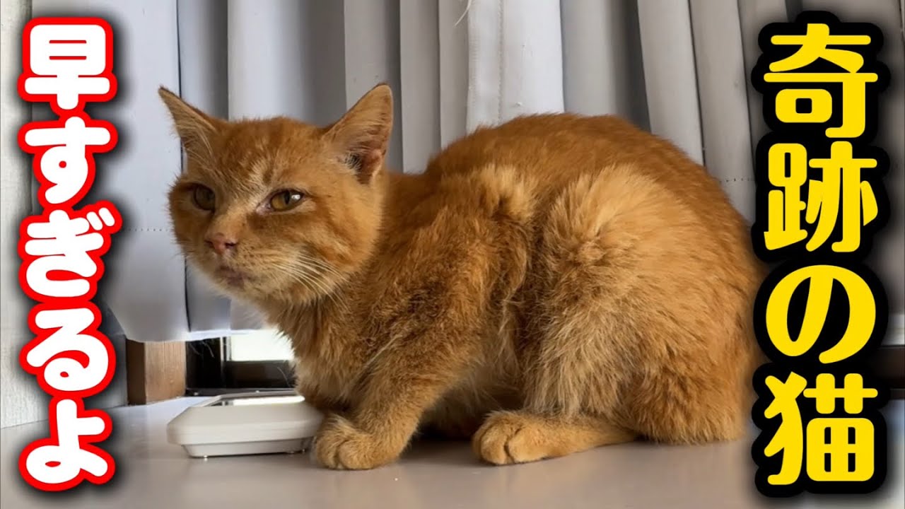 出生率20000分の1の猫についてご報告があります