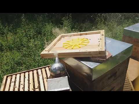 3 saptamani de cules la salcam pe stationar - 24.05.2020