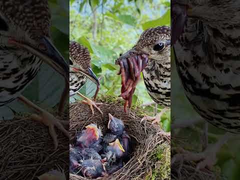 Review bird in nests #birds #wildbirdphotography #birdhomes #birdslover #birdhouses #nature