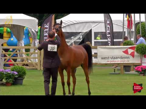 N.32 MT MANTRA - Bruges 2018 C European - 2 Years Old Fillies (Class 3)