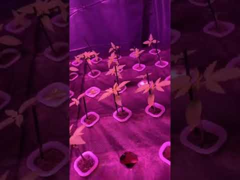 Day 23. Grow 1. Year 2022