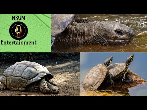 TURTLES: THE MYSTERY OF THE EVOLUTION OF TURTLES FINALLY SOLVED?
