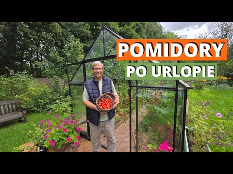 Pomidory po urlopie. Dwa tygodnie poza ogrodem i co zastałem?