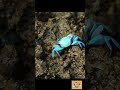 The Blue Fiddler Crab: An Underwater Wonder
