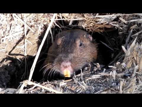 ジャイアントポケットホリネズミ - 定義