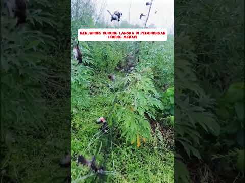 Pikat Burung Langka Di Gunung#burung #kicaumania #kicaumaniaindonesia #lovebird #kenari #burungkicau