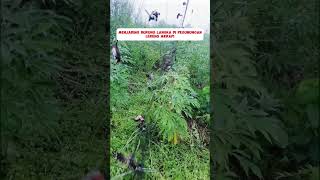 Download lagu Pikat Burung Langka Di Gunung#burung #kicaumania #kicaumaniaindonesia #lovebird #kenari #burungkicau mp3 Download lagu Pikat Burung Langka Di Gunung#burung #kicaumania #kicaumaniaindonesia #lovebird #kenari #burungkicau mp3